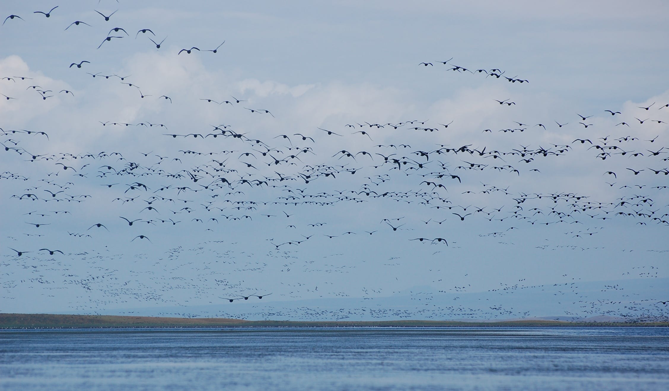flying black brant flood the sky over a body of water