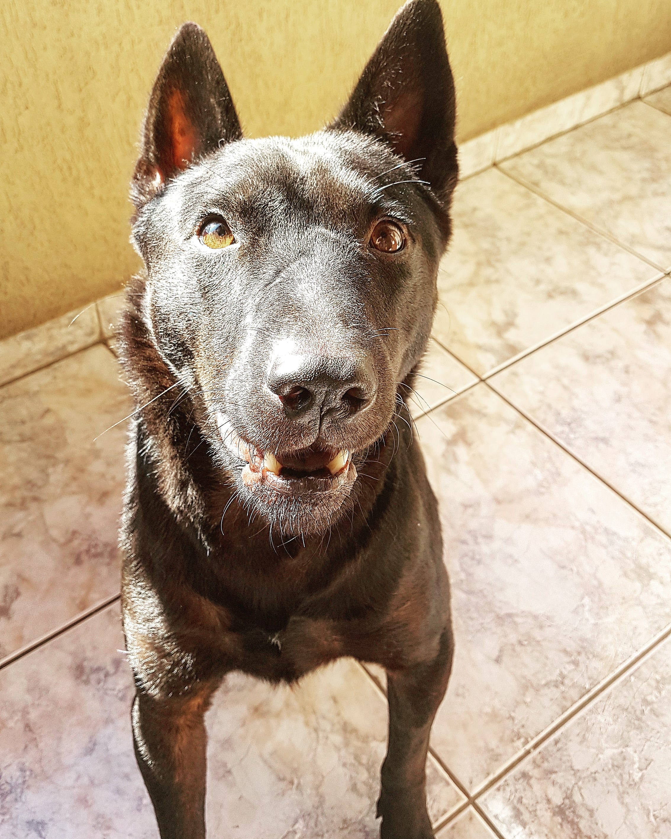 Cachorro não sei Clearance