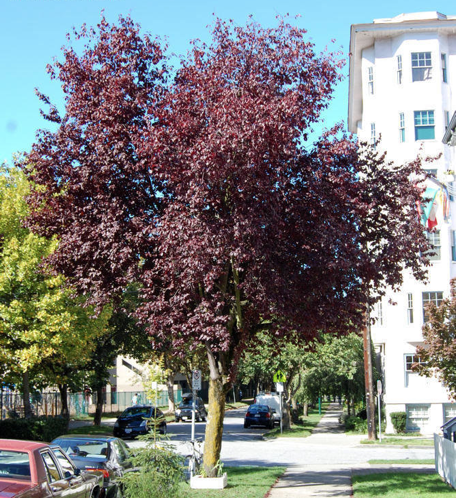 google street view deep learning