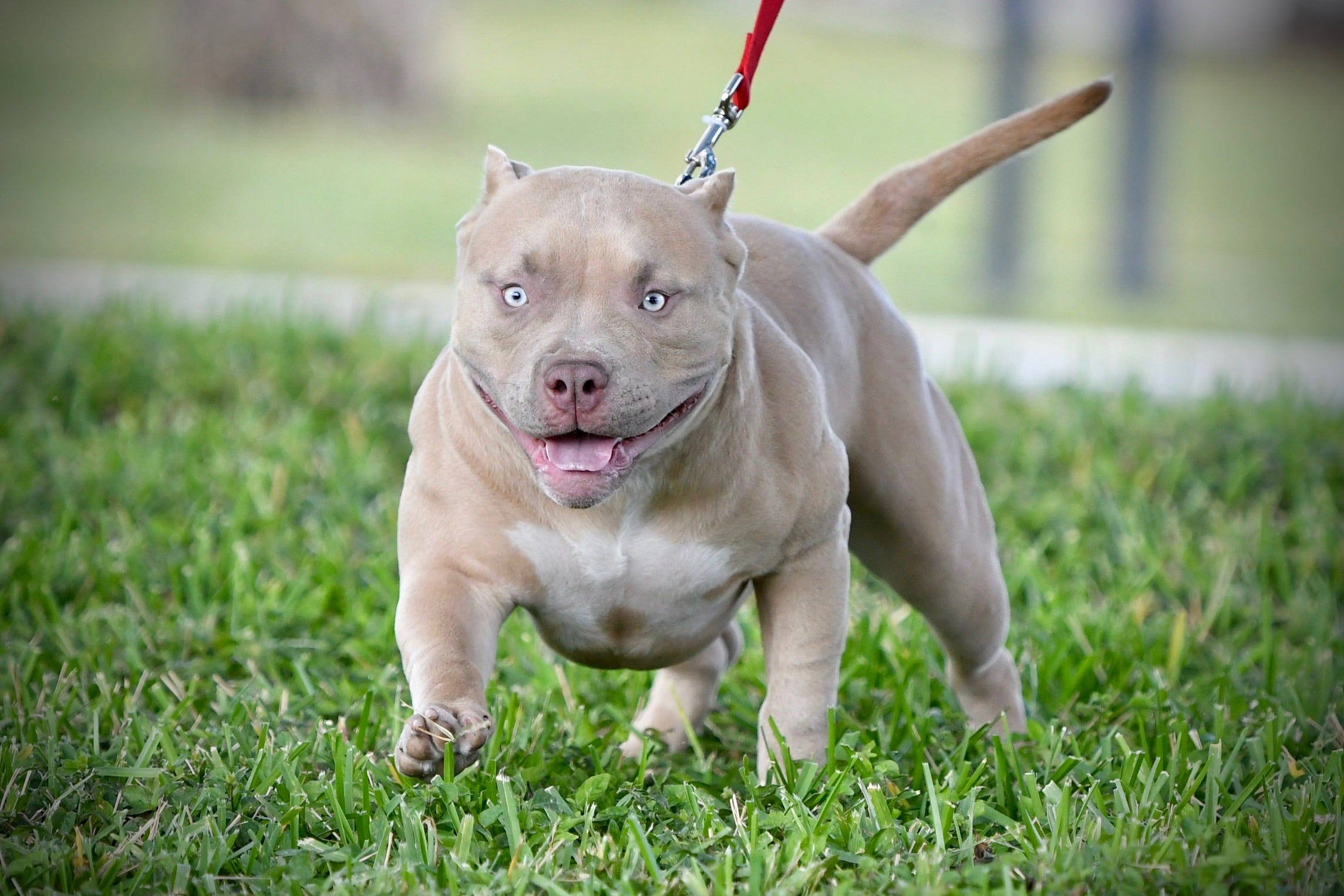 THE FLASHY TRI COLOR AMERICAN BULLY PUPPIES OF VENOMLINE