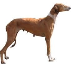 the mudhol hounds information