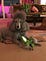 A new Christmas toy from his Mama Luann.