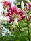 The-Casablanca-Lily-675x881