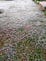 Grass frosted white.