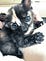 玳瑁貓 Tortoiseshell Cat
