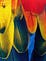 Close-up on yellow, red and blue parrot feathers