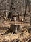Adding Wood — Poetry — Headless Now — Moca McCarty Photo