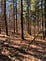A early-spring forest in the afternoon with trees casting long shadows down the gentle slope.