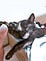 玳瑁貓 Tortoiseshell Cat