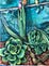 hens and chicks, iris, and hollyhock plants on dirt ground against a green brick wall