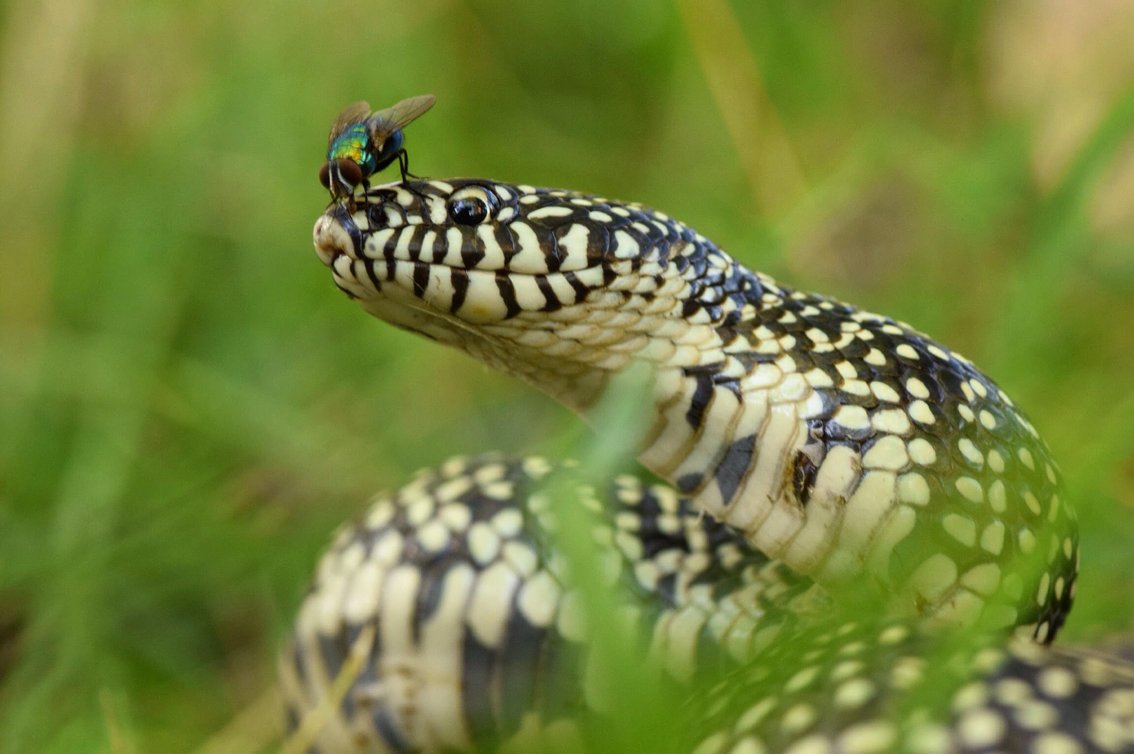Stop Killing Snakes It S Cruel It S Unnecessary It S By Micha Petty The Natural World Medium