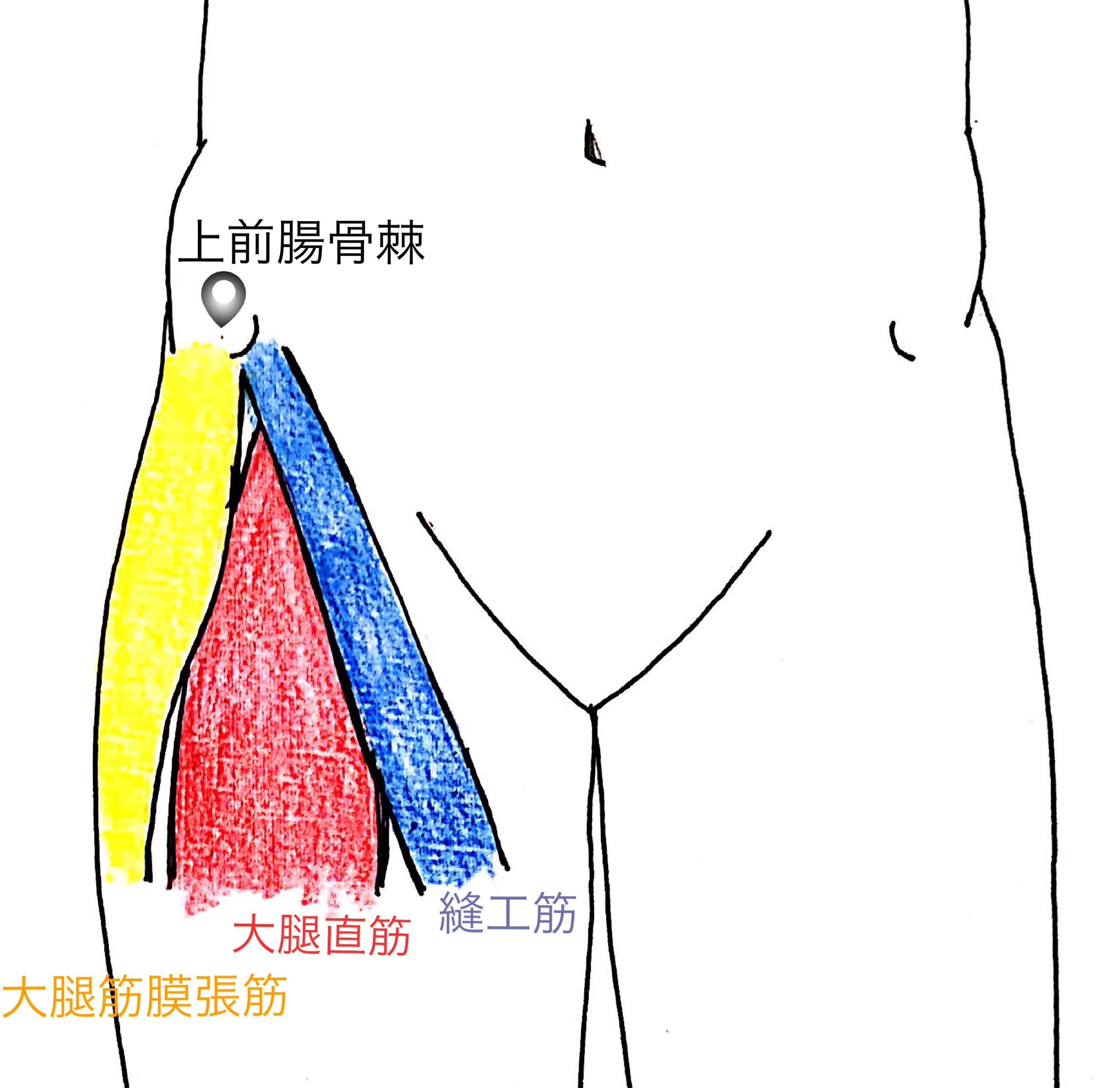 ベーシックポイント 鼠径靭帯 今回のベーシックポイント解説は フロントラインの鼠径靭帯についてです By Tadashi Hamagami Medium