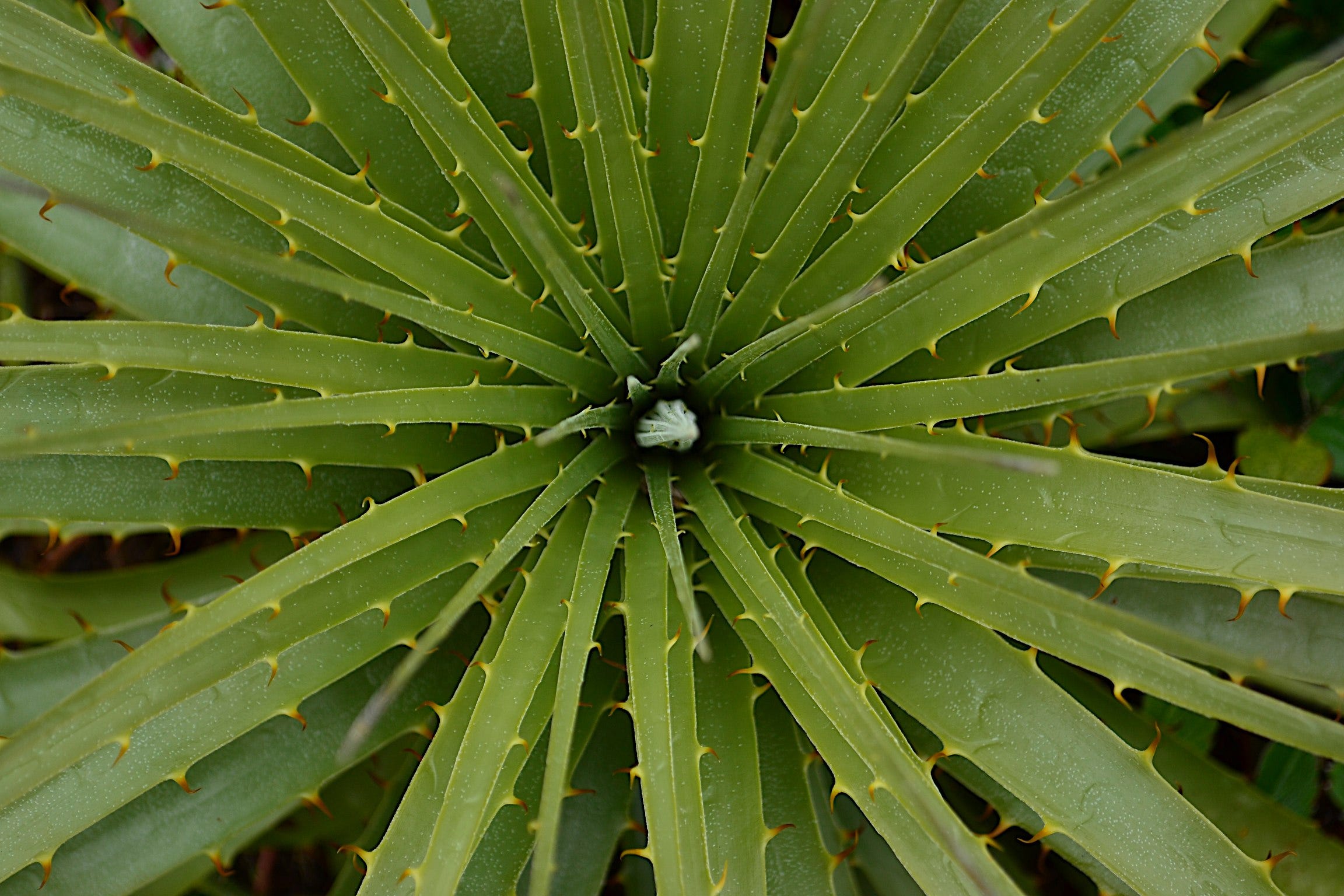 Sf Plant Finder Tells You What Plants Will Survive In Your Neighborhood Microclimate By Nicole Clark The Bold Italic