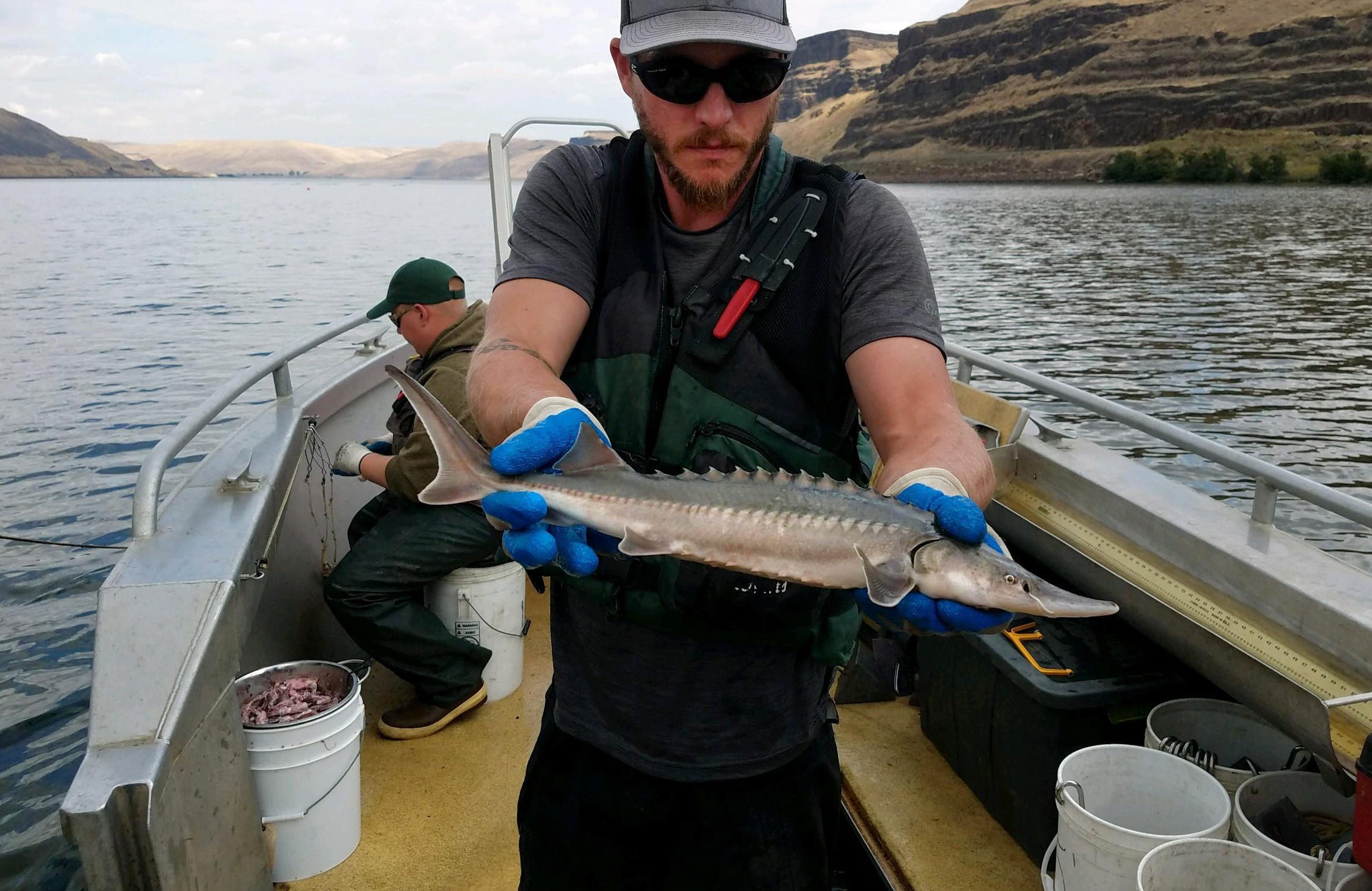 a man holds a small sturgeon on a boat