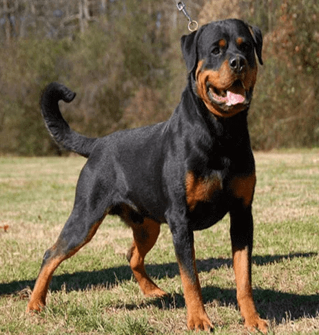 what is more dangerous rottweiler or pitbull