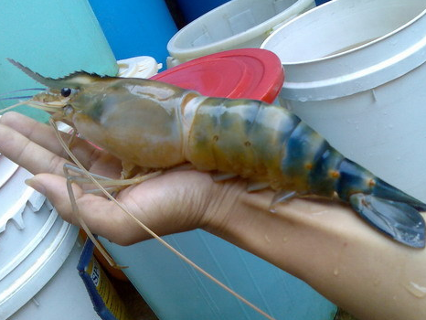 3 Jenis Jenis Udang Yang Berasal Dari Indonesia Asep Fkom Medium