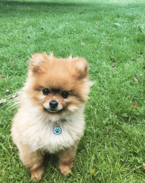 medium pomeranian