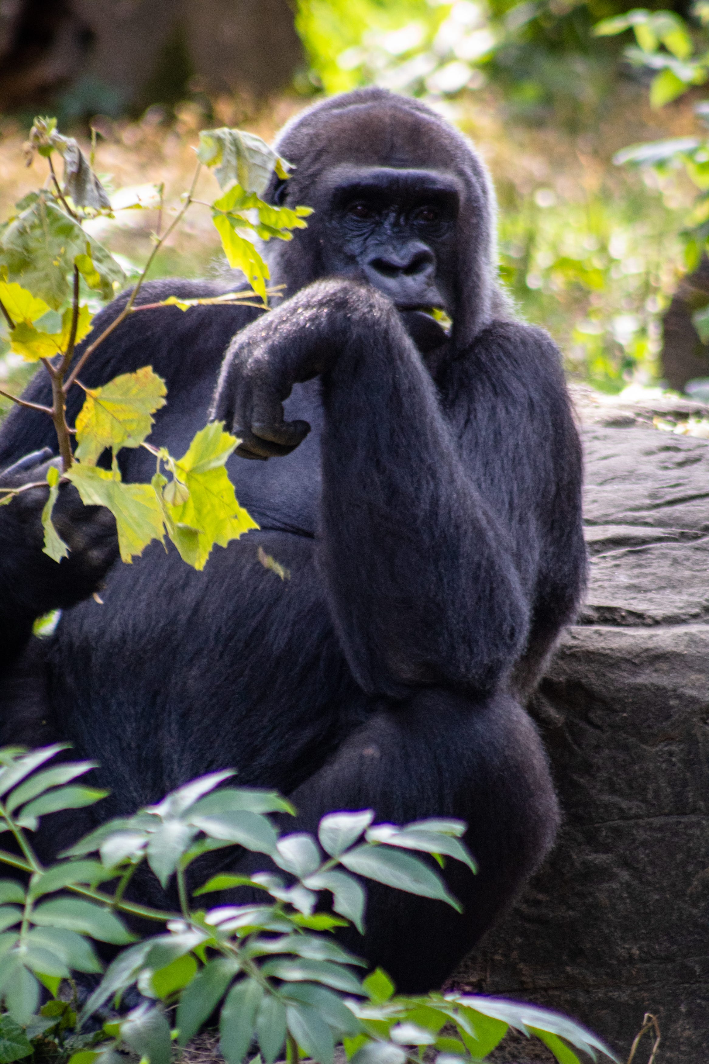 How Does A Gorilla Get So Strong? - Sam Westreich, PhD - Medium