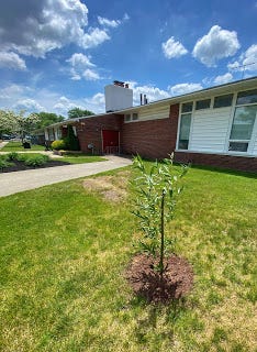 A small willow growing on the front lawn of the New Milford, NJ, Library