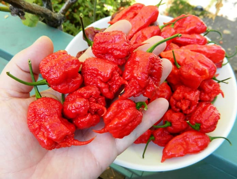 Beli Cabe Carolina Reaper 089 654 393 821 Wa By Gudang Cabai