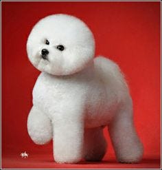 bichon frise lion cut