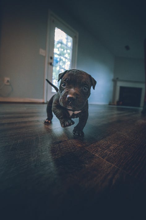 Puppies can make functioning with depression easier!