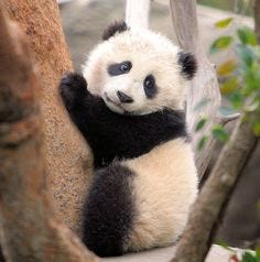 Cute Baby Panda Sahara