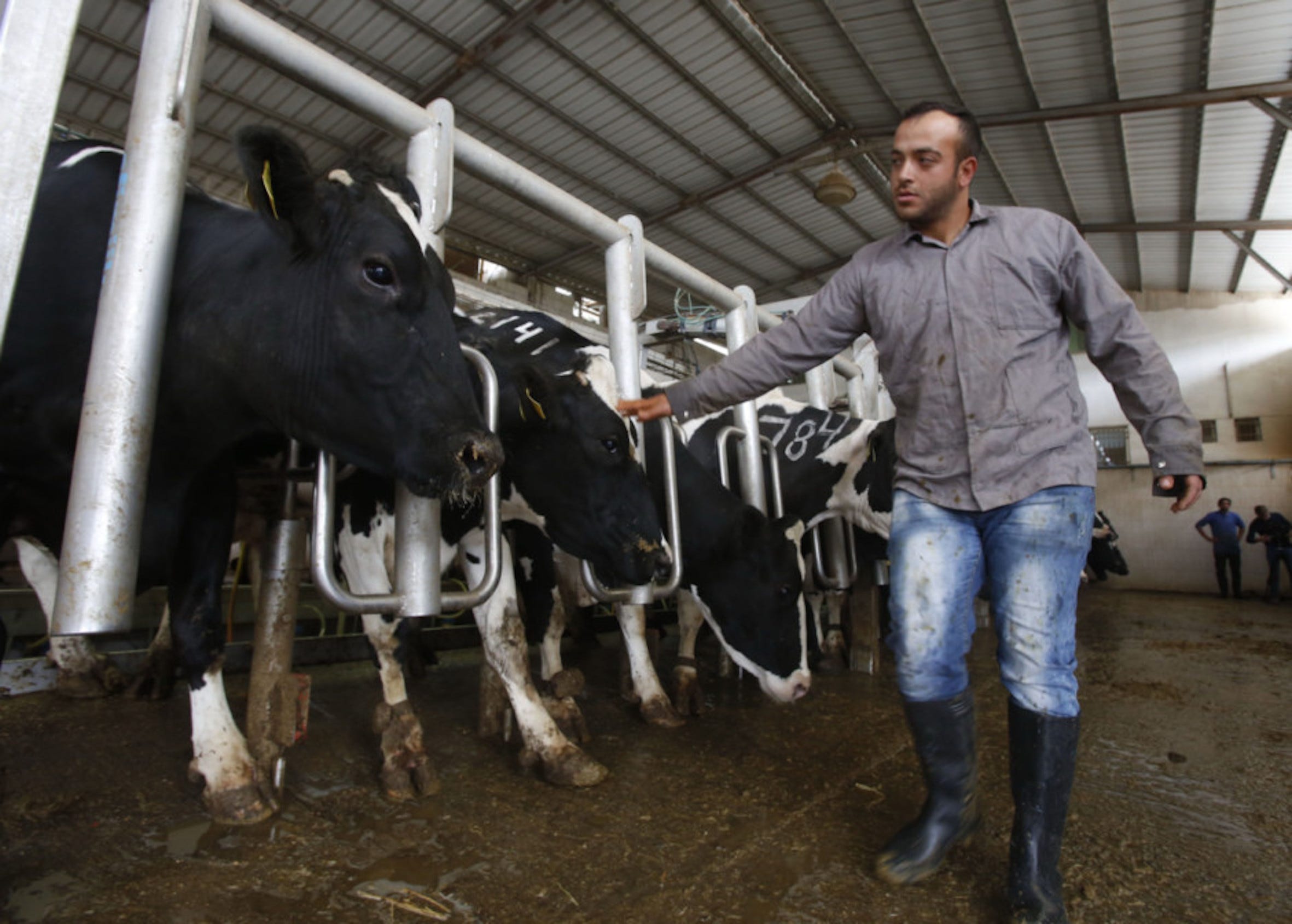 Palestinian Family Recycles Cow Manure To Produce Electricity