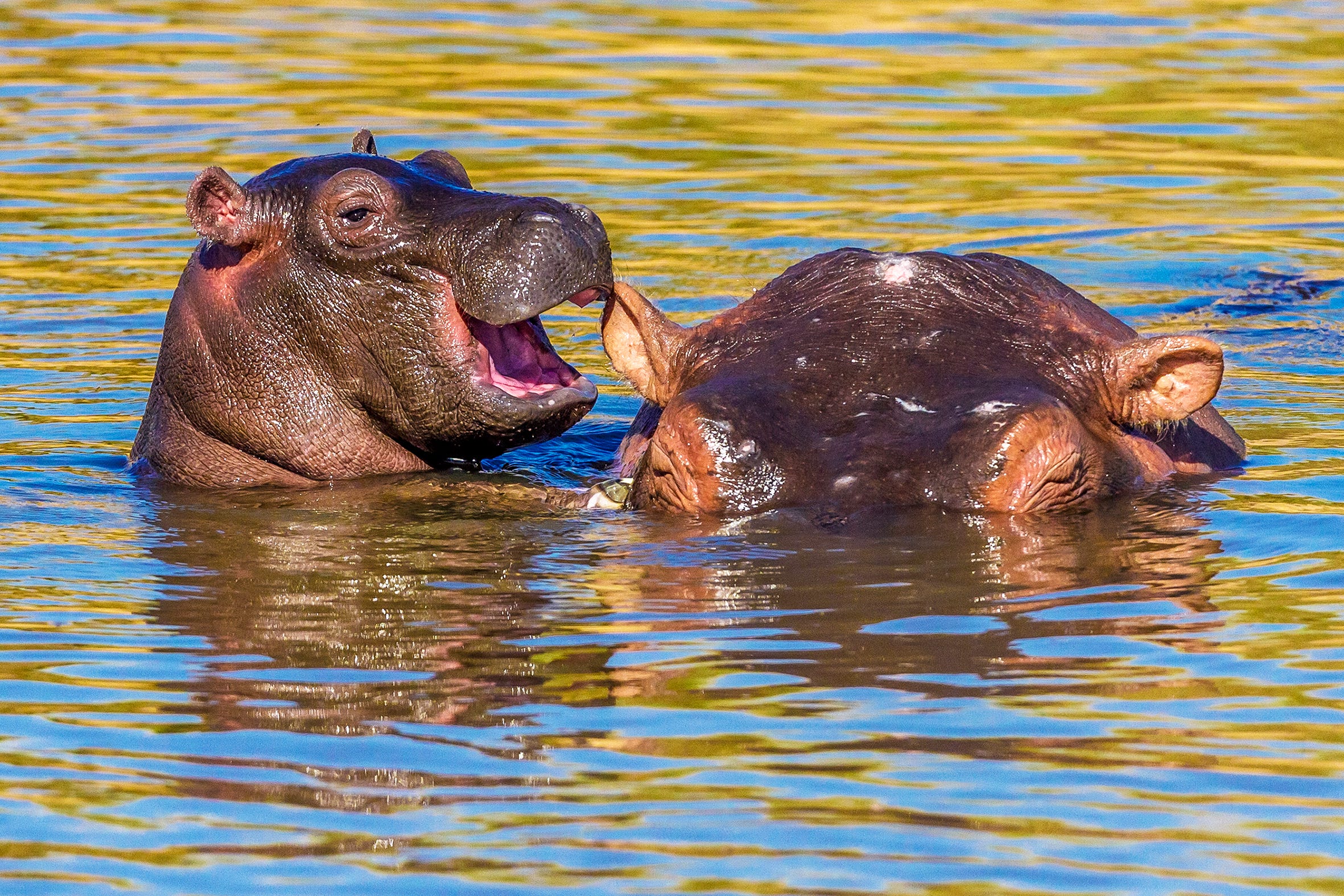 A young hippo is poking his head out of the water near an adult hippo’s ear, and it looks like he’s whispering a funny joke