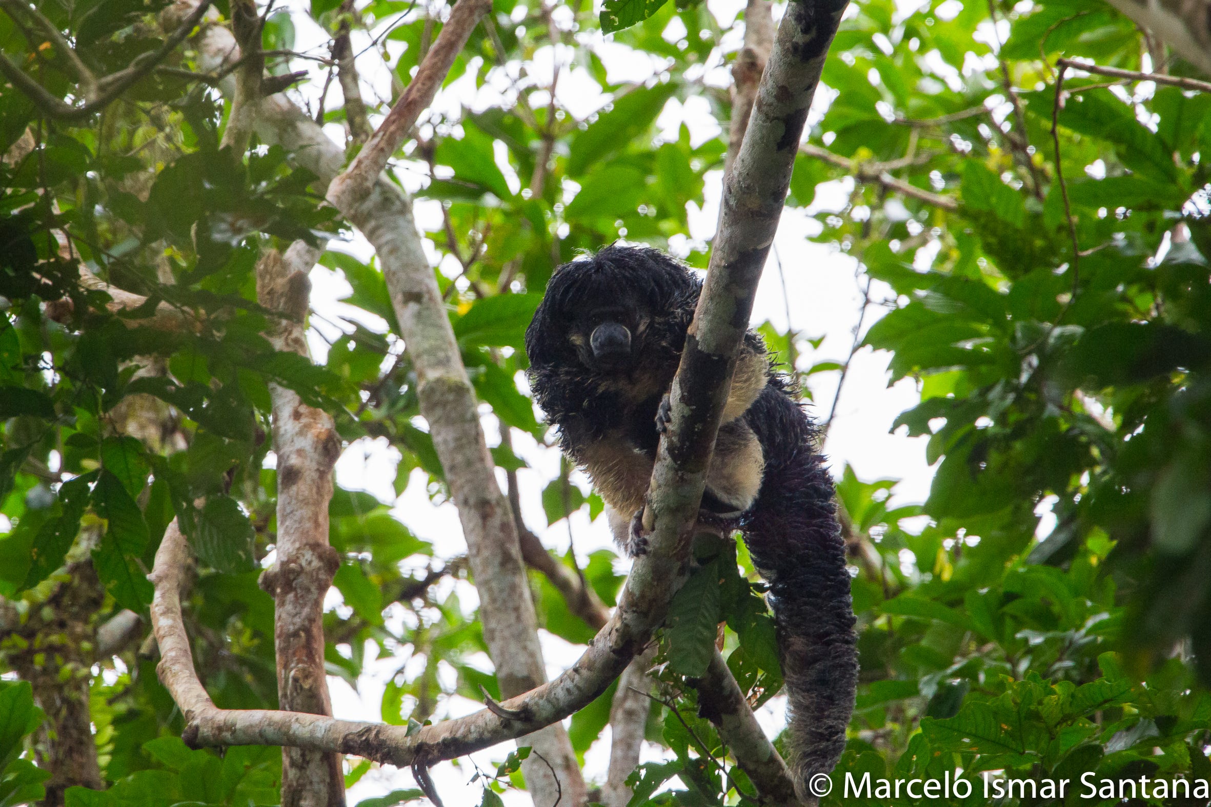 View Saki Monkey PNG