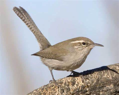 The Wren. The feisty wren stakes her territory as… | by Beth Farabough ...