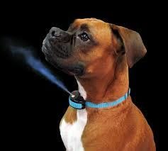Citronella dog collar side effects Clearance