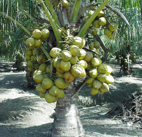 Mencari Kelapa Hibrida Kelapa Hibrida Medium