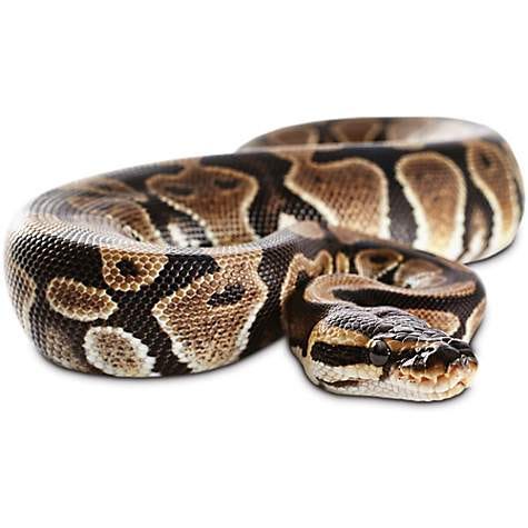 petco python