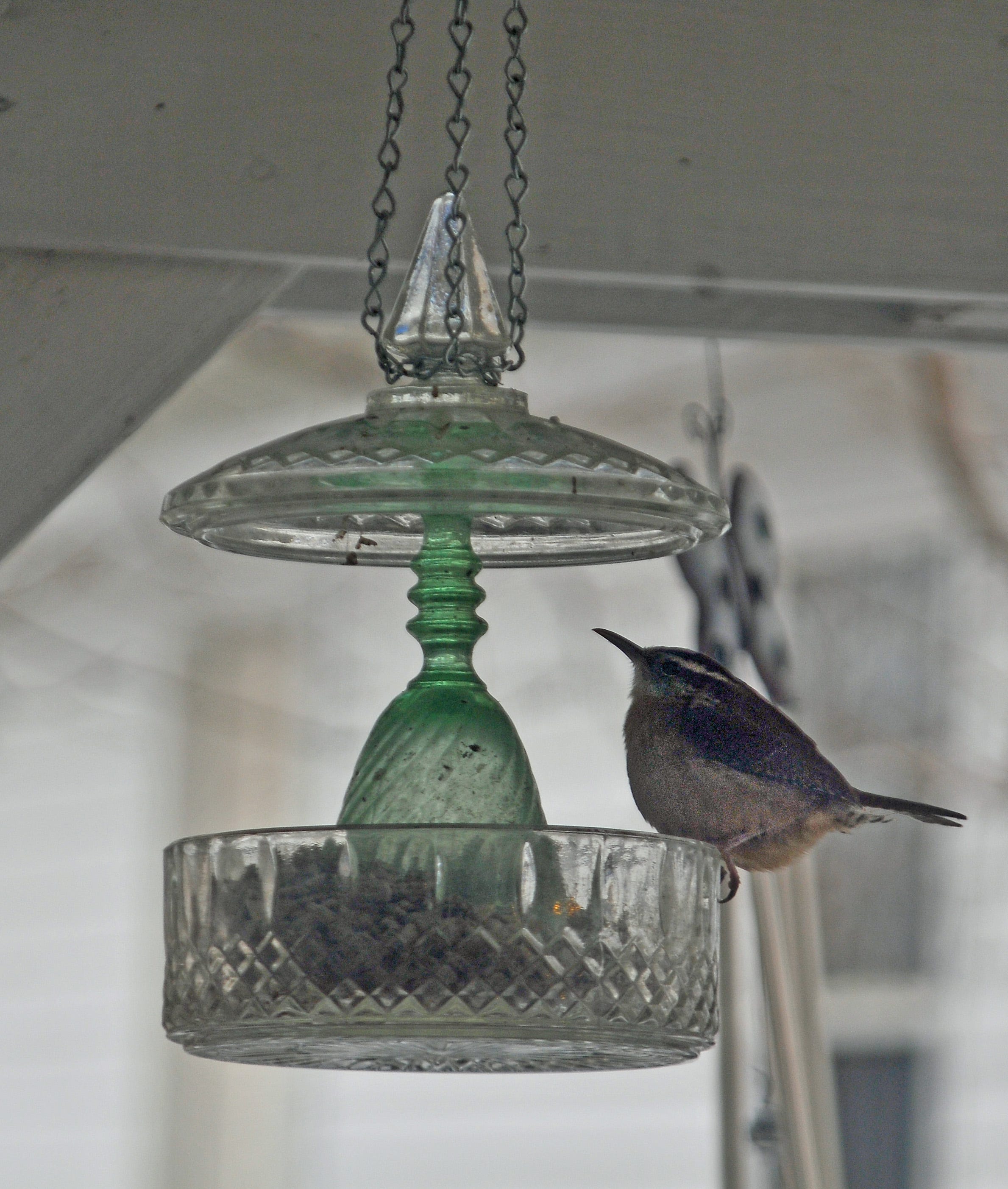 Day 1026 Birds Haibun Journey Beauty Each Day Ada S Poetry