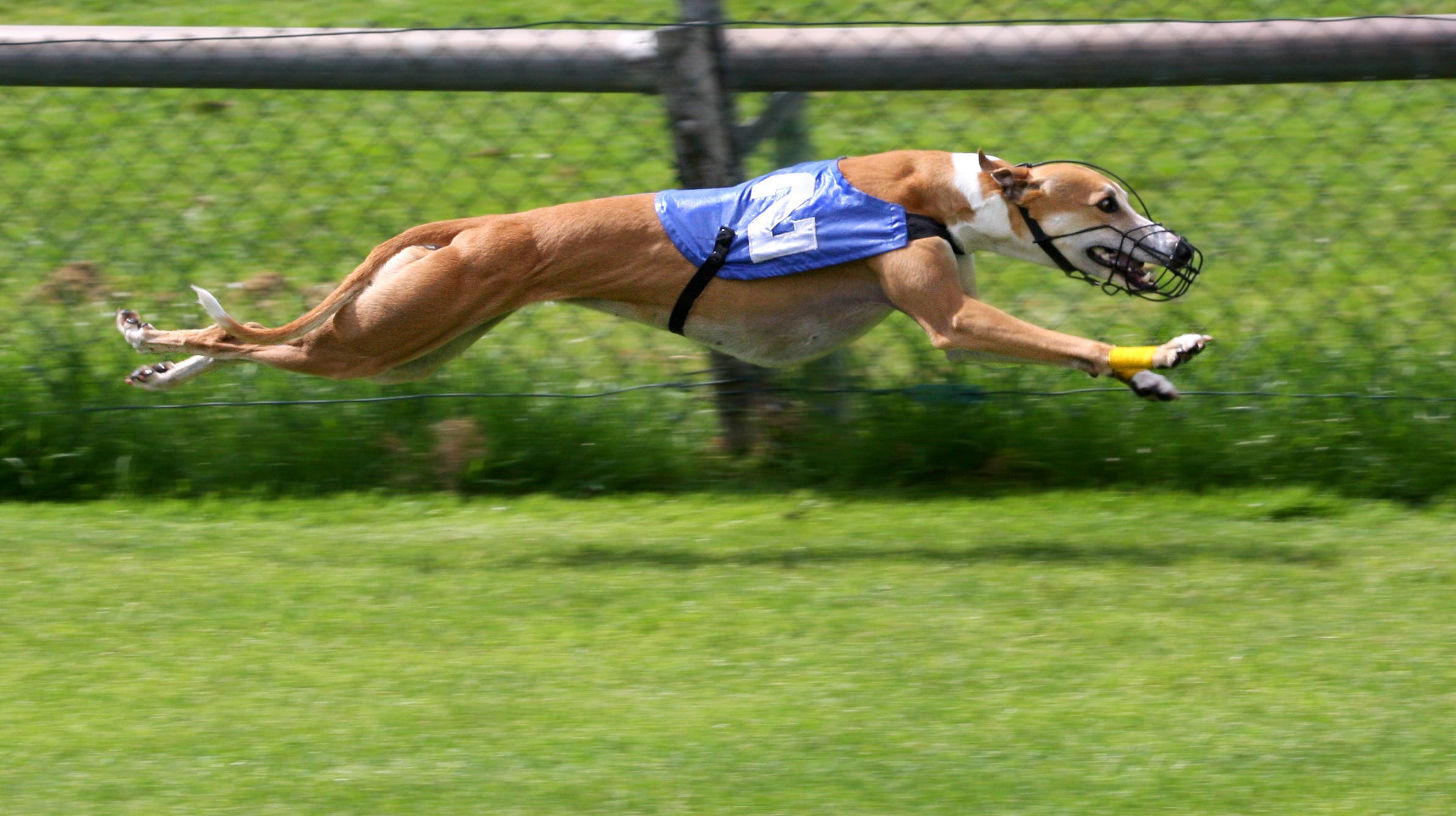 greyhound racing data