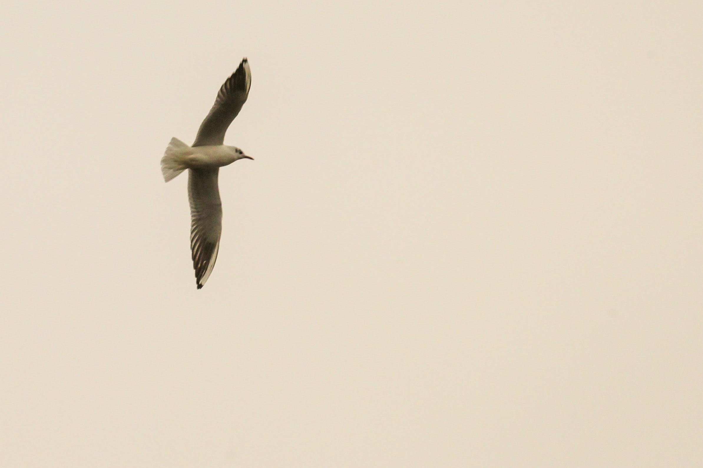What Is Flying For If There Is Nowhere To Go The Traveling Poet