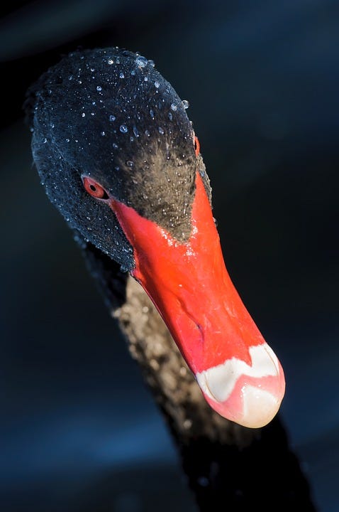 Mania Utilfreds retort How the Movie 'Black Swan' Changed My Life | by Tally | Medium