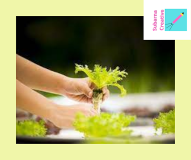 hydroponics