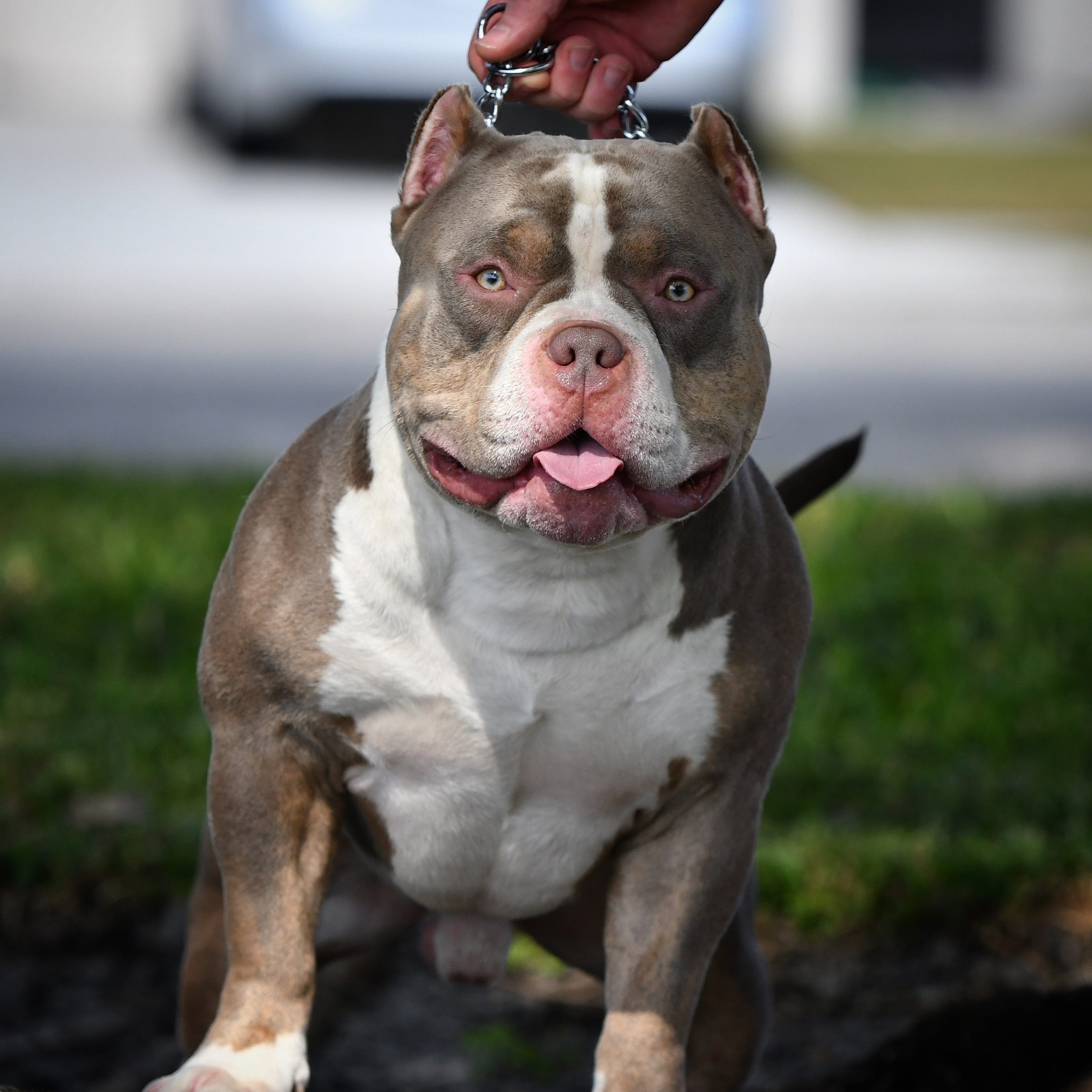 tri color bully puppies