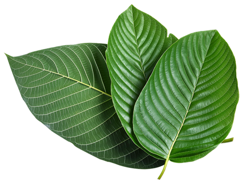 Kratom, Alkaloids, Hush Kratom, OPMS, What is Kratom, Mitragyna speciosa, Thailand, Borneo, Medicinal Plants, Spiritual Plants, Healing Plants, How to heal with herbs, how to heal with plants, inspire, official inspire, botany, ethnobotany, 