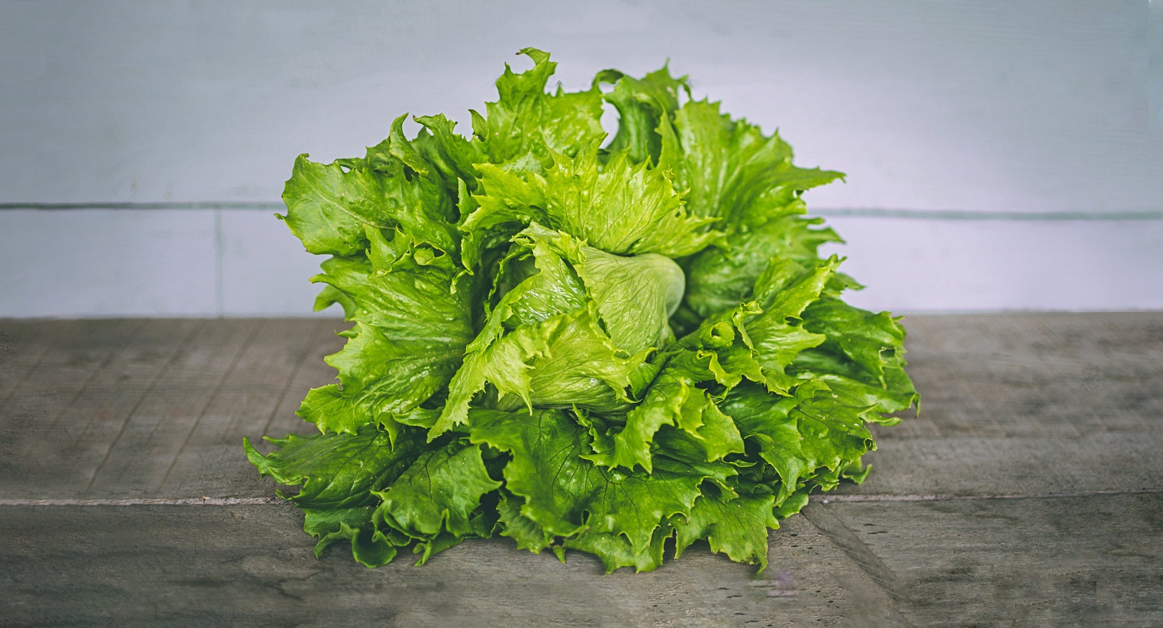 Head of leaf lettuce