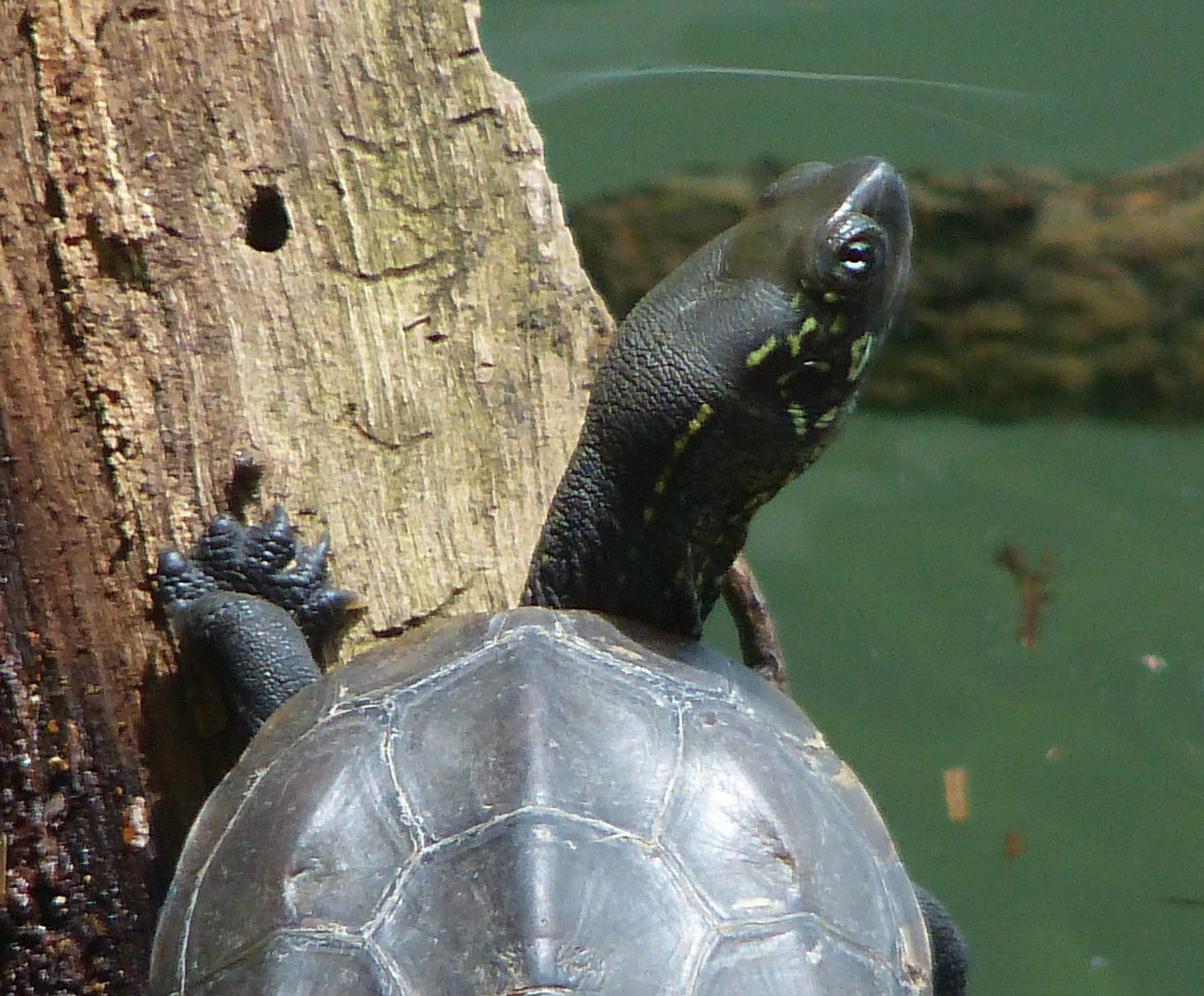 Species for Sale Freshwater Turtles by WWF HK Panda blog WWFHong