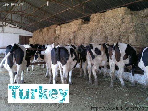Holstein gebe düve satışı ve holstein inek fiyatları | by turkiyemm | Medium