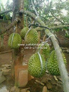 Unduh 6500 Gambar Durian Kendil Paling Baru 