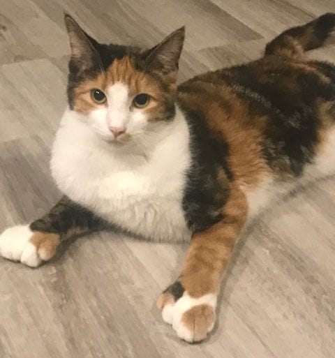 Stunning Female Polydactyl Calico Kitten For Adoption In Houston Texas Supplies Included By Deborah Moore Medium