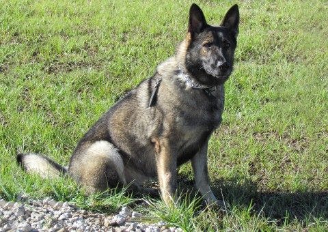 affordable protection dogs