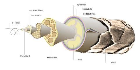 Do You Know Everything About The Thickness Of Human Hair