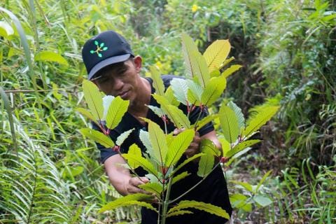 Kratom, Alkaloids, Hush Kratom, OPMS, What is Kratom, Mitragyna speciosa, Thailand, Borneo, Medicinal Plants, Spiritual Plants, Healing Plants, How to heal with herbs, how to heal with plants, inspire, official inspire, botany, ethnobotany, 