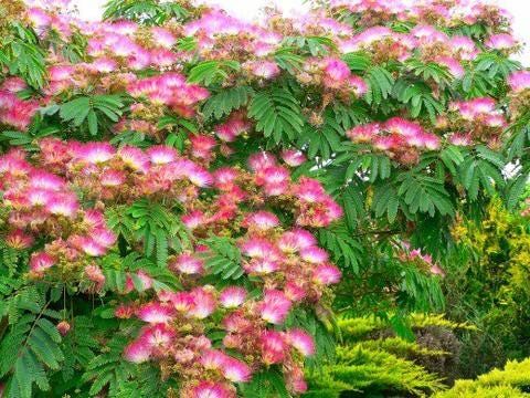 There Are Many Different Mimosa Trees If You Re Speaking Broadly By Mayan Magic Soaps Medium